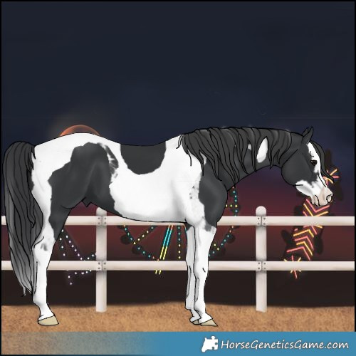 Horse Color:Black Splash Tobiano 