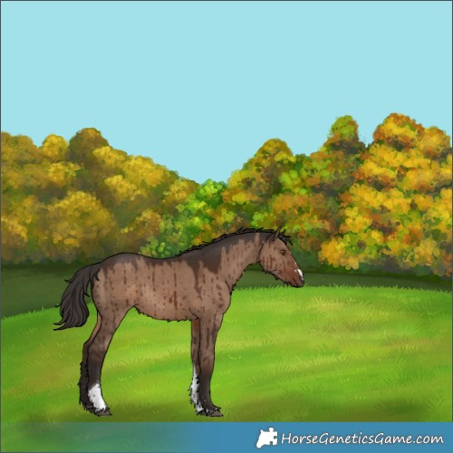 Horse Color:Liver Red Dun Tobiano Rabicano Brindle 