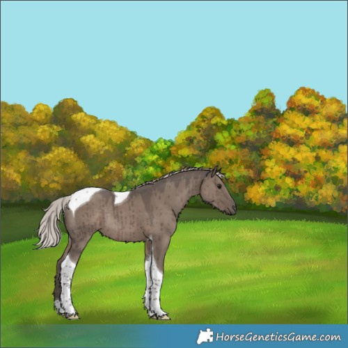 Horse Color:Silver Grullo Tobiano Rabicano Brindle 