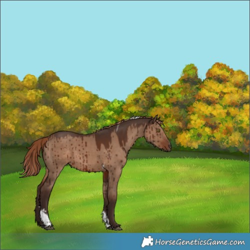 Horse Color:Liver Red Dun Tobiano Brindle