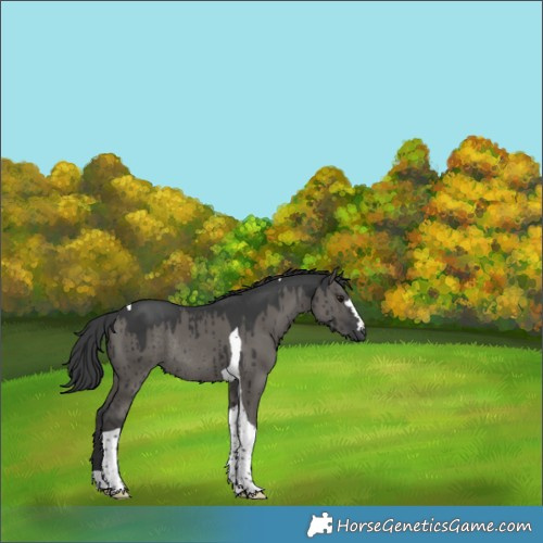 Horse Color:Grullo Tobiano Rabicano Brindle 