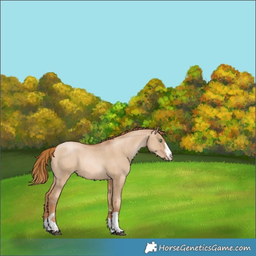 Horse Color:Red Dun Pearl Rabicano Brindle 