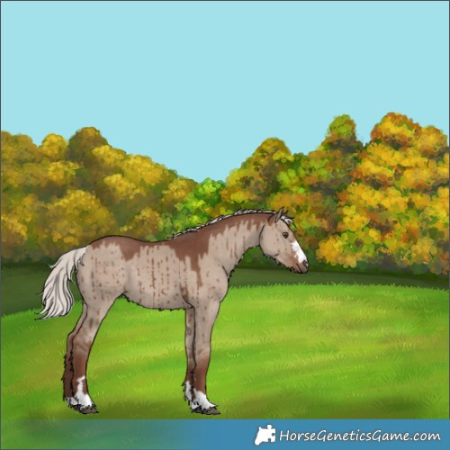 Horse Color:Silver Grullo Rabicano Brindle