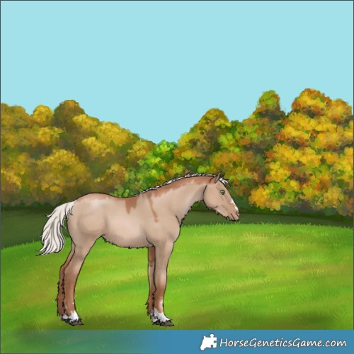 Horse Color:Silver Grullo Pearl