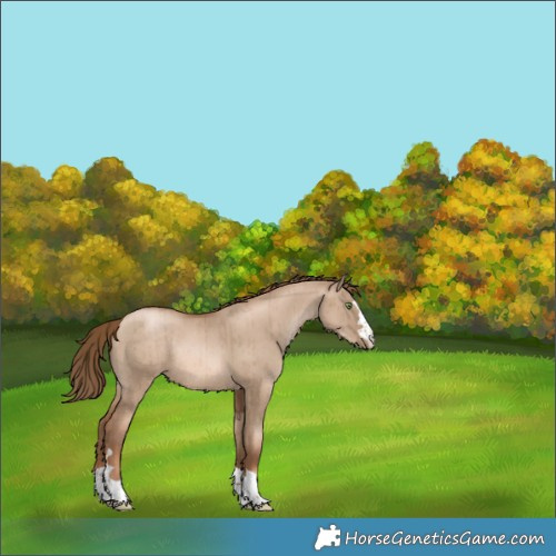 Horse Color:Liver Red Dun Pearl Rabicano Brindle 