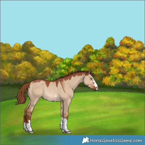 Horse Color:Red Dun Rabicano 