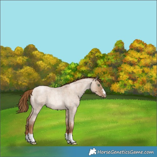 Horse Color:Liver Red Dun Roan Pearl Rabicano Brindle 