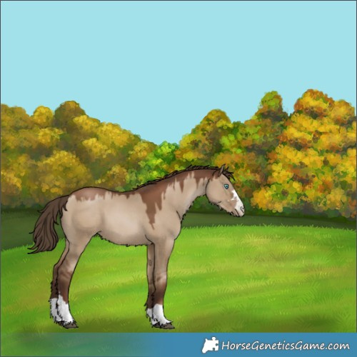 Horse Color:Gray Grullo Pearl Rabicano 
