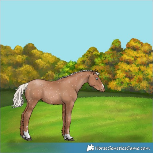 Horse Color:Silver Black Pearl Appaloosa Rabicano