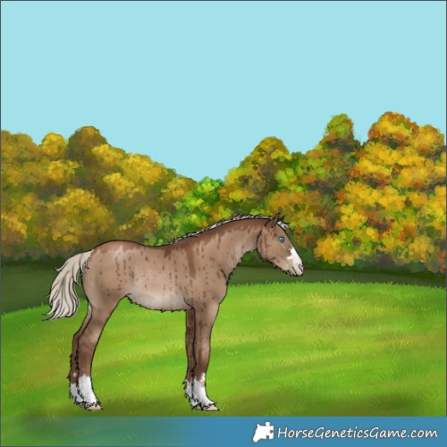 Horse Color:Gray Silver Grullo Pearl Rabicano Brindle