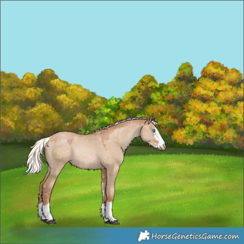 Horse Color:Silver Grullo Pearl Appaloosa Rabicano 
