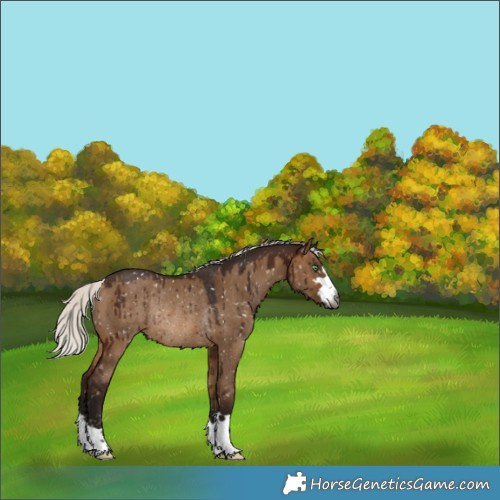 Horse Color:Gray Silver Brown Dun Appaloosa Rabicano Brindle
