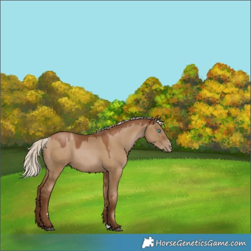 Horse Color:Gray Silver Grullo Pearl Rabicano