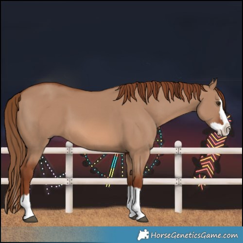 Horse Color:Red Dun Splash