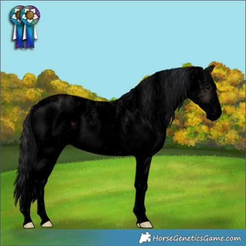 Horse Color:Void White Spotted Brown