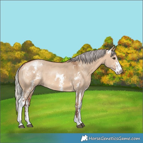 Horse Color:Silver Bay Dun Sabino