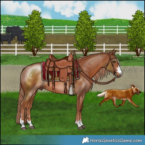 Horse Color:Chestnut 
