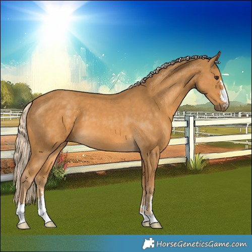 Horse Color:Palomino