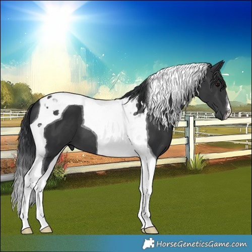 Horse Color:Unknown 