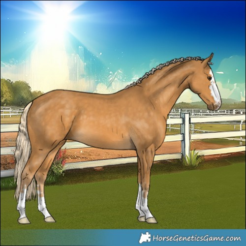 Horse Color:Palomino
