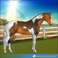 Horse Color:Gray Silver Buckskin Tobiano 