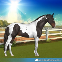 Horse Color:Liver Chestnut Tobiano 