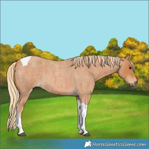 Horse Color:Red Roan Tobiano