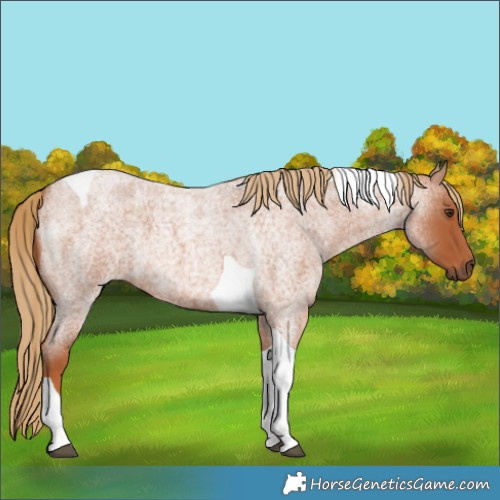 Horse Color:Red Roan Tobiano