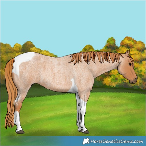 Horse Color:Red Roan Tobiano