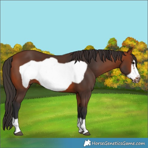 Horse Color:Bay Frame 