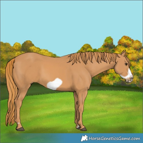 Horse Color:Chestnut Frame