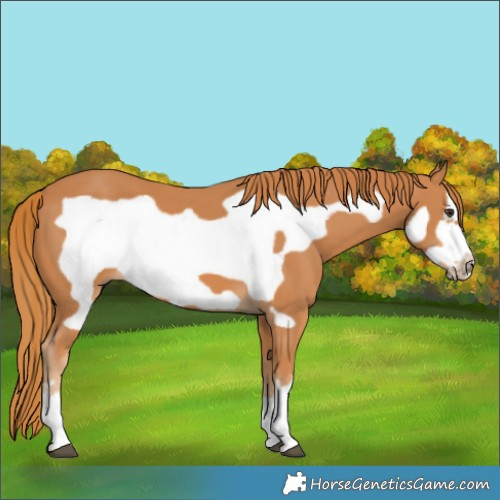 Horse Color:Chestnut Frame