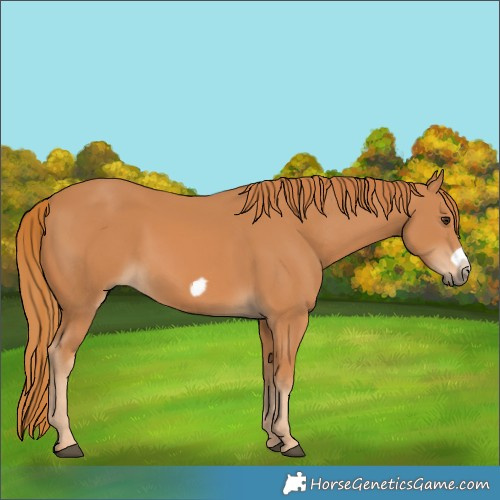 Horse Color:Chestnut Frame