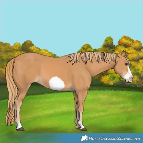 Horse Color:Chestnut Frame 