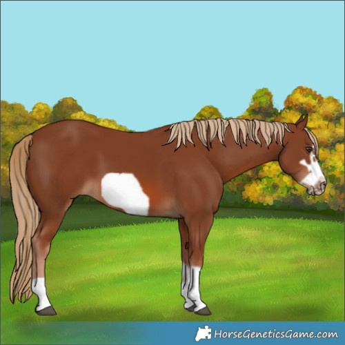 Horse Color:Chestnut Frame 