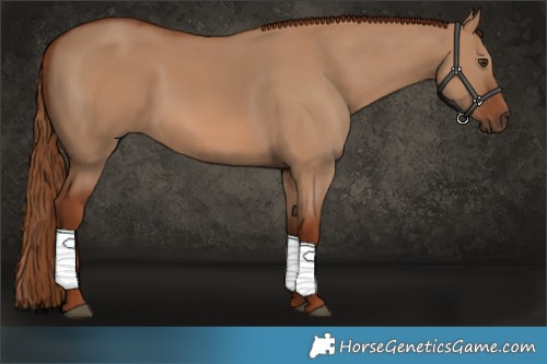 Horse Color:Red Dun 