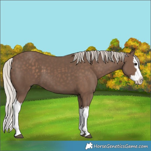 Horse Color:Silver Black Splash