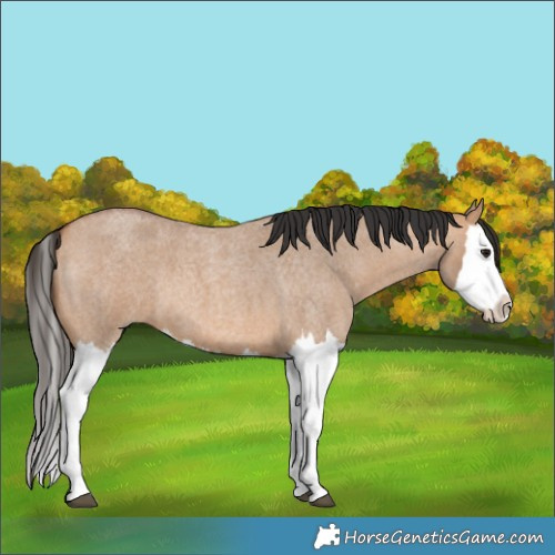 Horse Color:Bay Roan Dun Splash