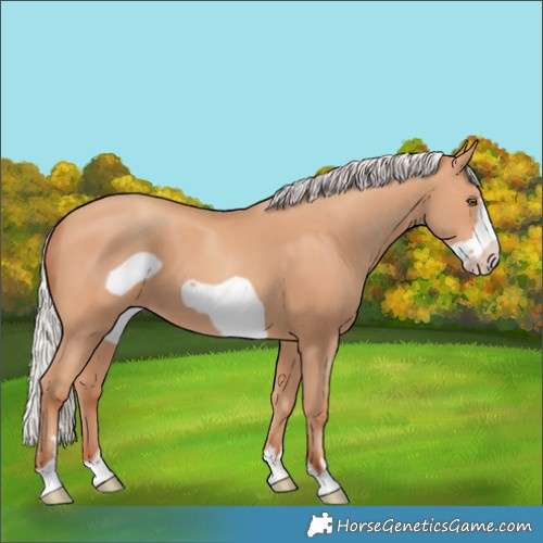Horse Color:Silver Amber Champagne Frame