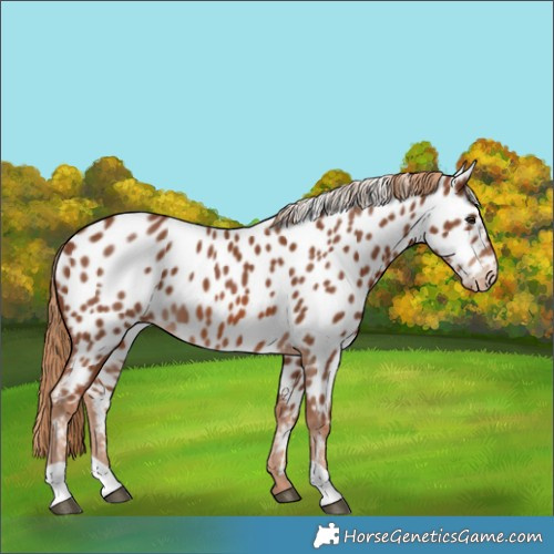 Horse Color:Chestnut Appaloosa 