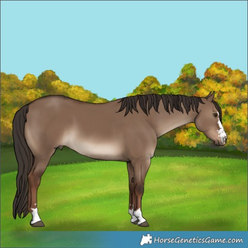 Horse Color:Liver Red Dun