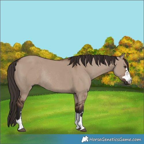 Horse Color:Liver Red Dun Rabicano 