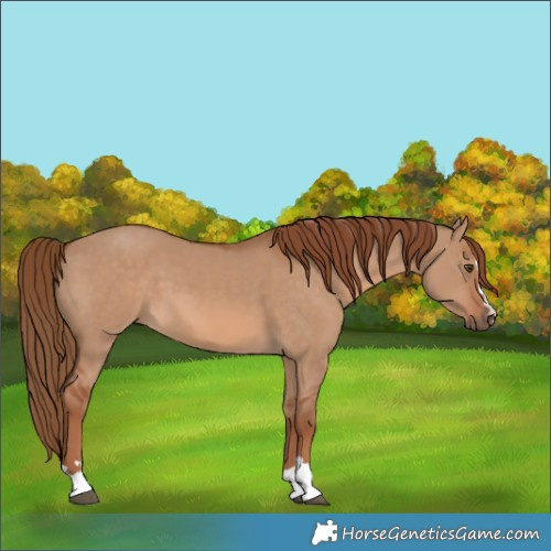 Horse Color:Red Dun 