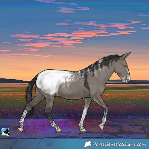 Horse Color:Powder White Grullo Snowcap Rabicano