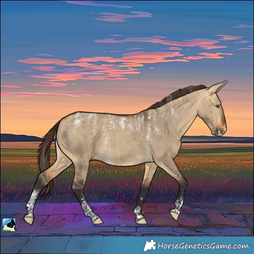 Horse Color:Powder White Buckskin Dun Appaloosa Brindle