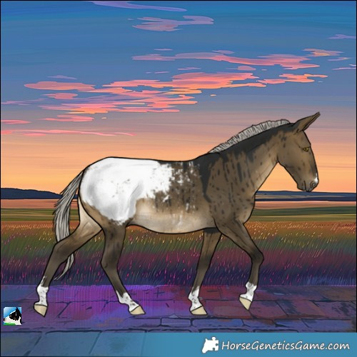 Horse Color:Gray Silver Buckskin Dun Snowcap Rabicano Brindle 