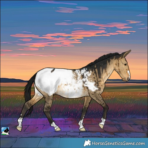 Horse Color:Gray Buckskin Dun Near Fewspot Rabicano Brindle