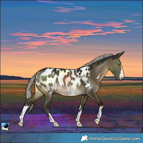 Horse Color:Gray Silver Buckskin Dun Near Leopard