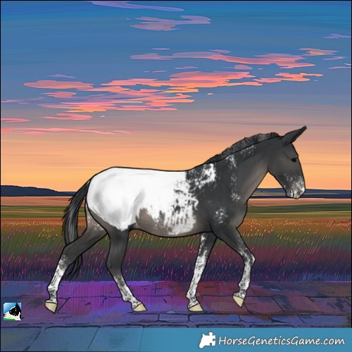 Horse Color:Powder White Black Near Fewspot Rabicano 