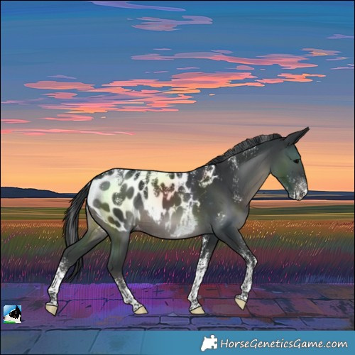 Horse Color:Powder White Black Near Leopard Rabicano